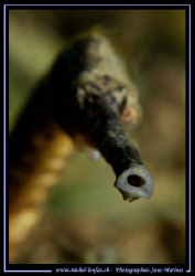 "Just the details of the mouth"... no croping... Que du B... by Michel Lonfat 